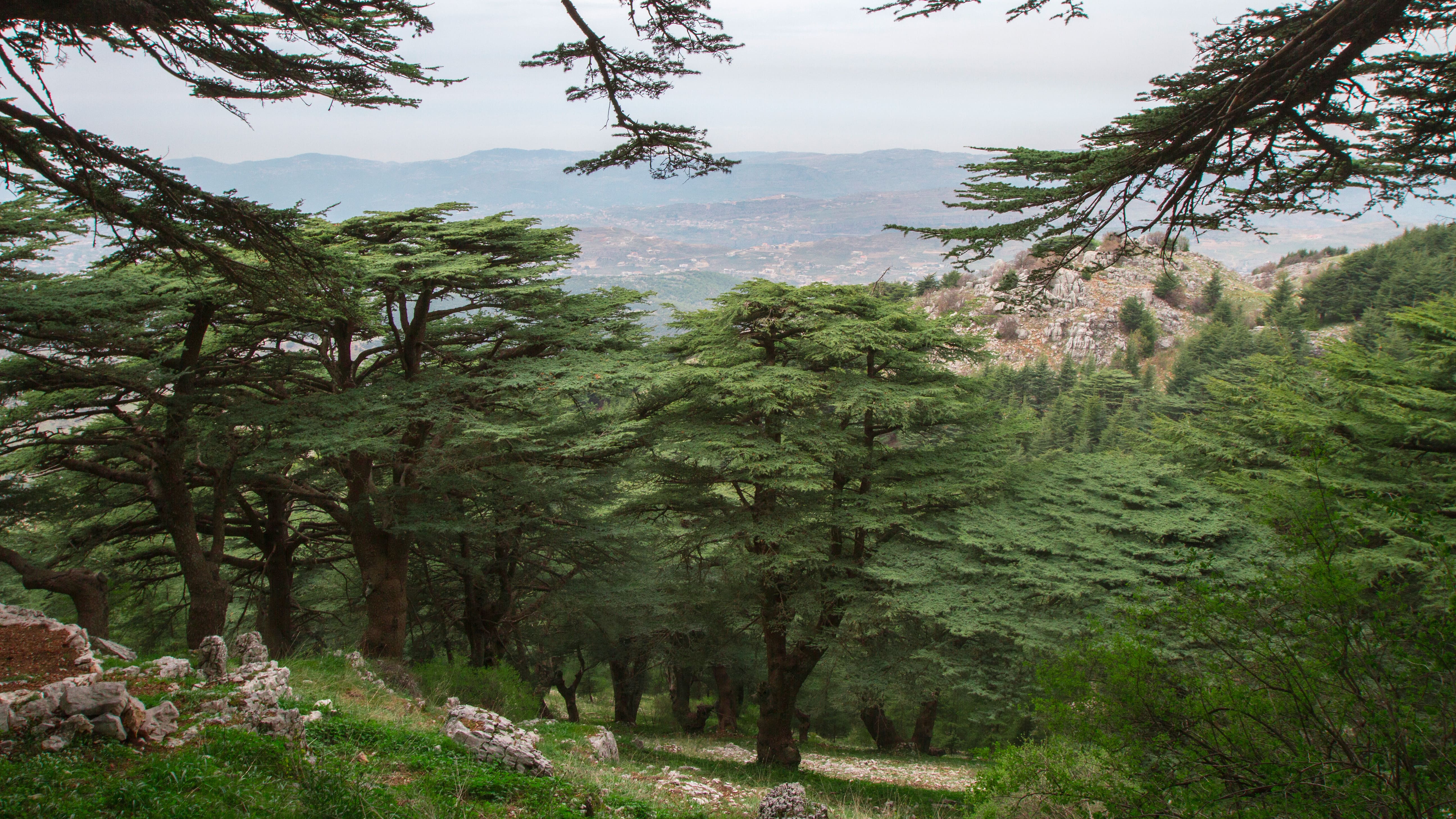 Chouf